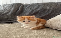 British Longhair cats for sale: Ragdoll x British long haired (calico) kittens - Image 2