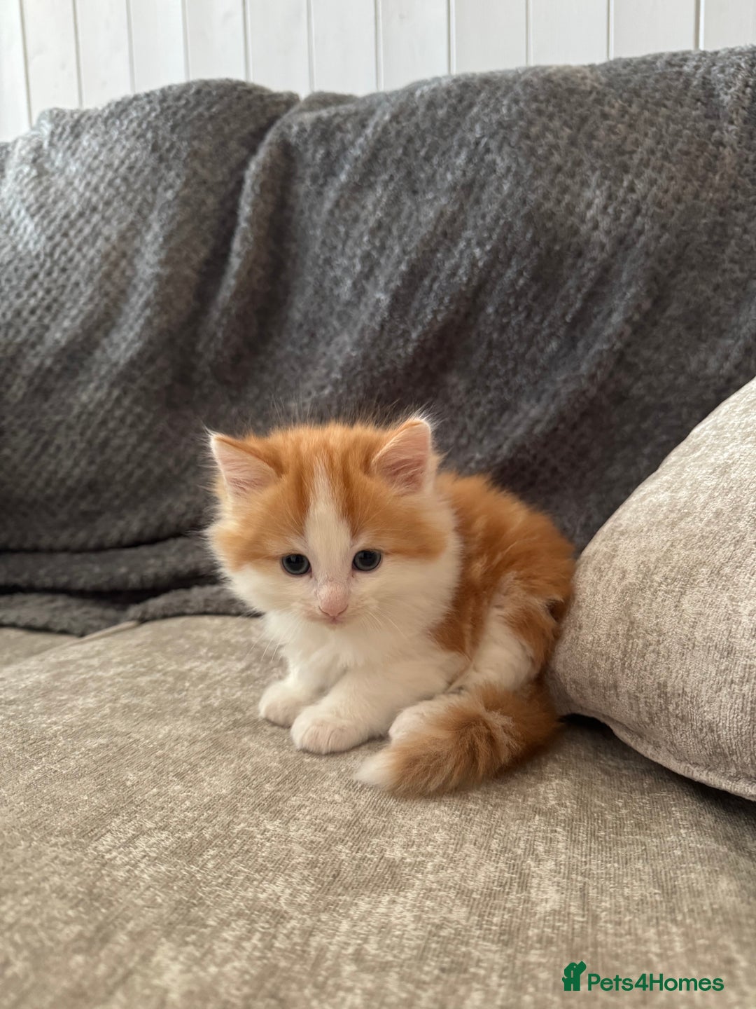 British Longhair cats for sale: Ragdoll x British long haired (calico) kittens - Image 2