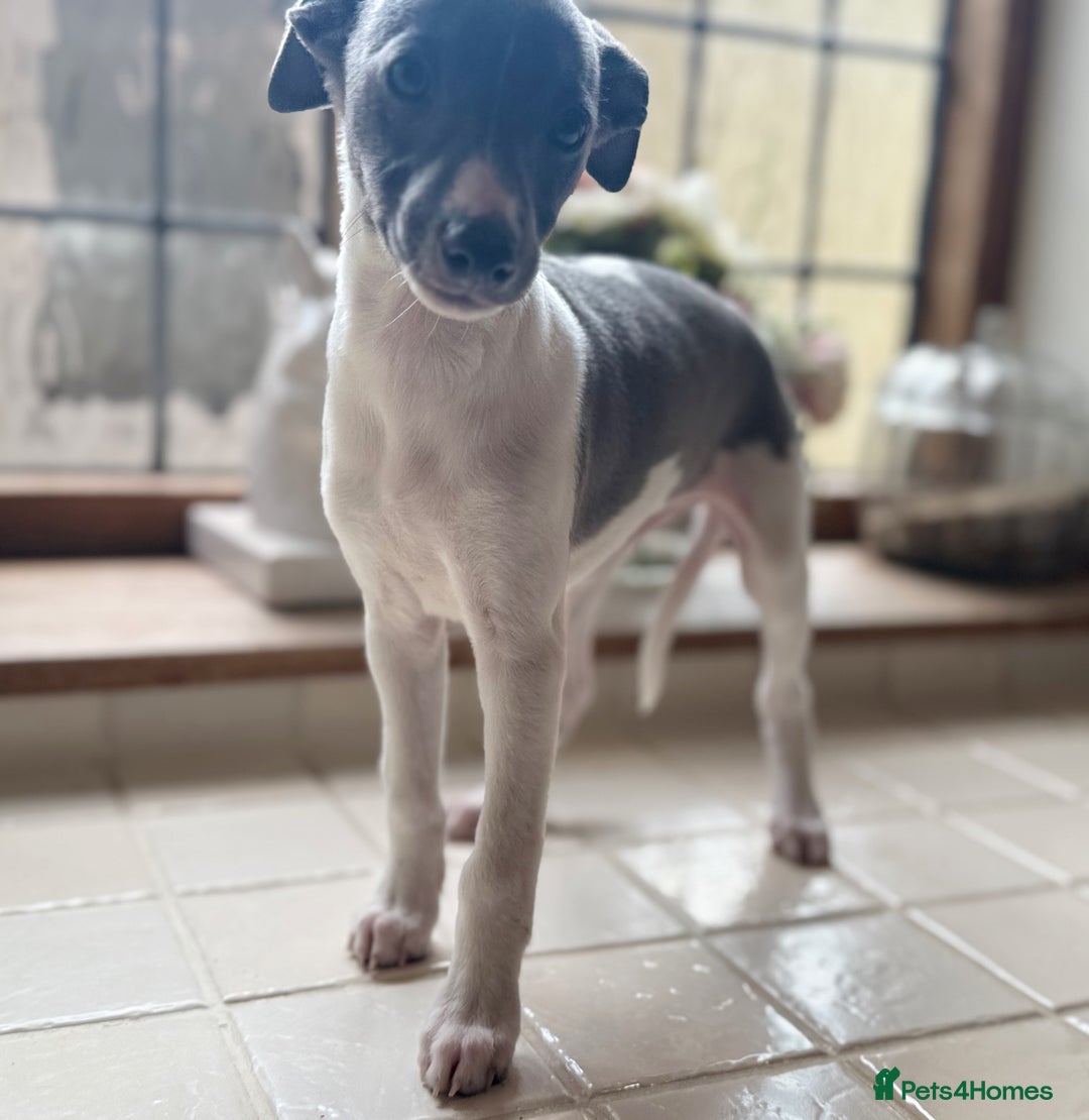Whippet dogs for sale: Whippet puppies ready now  - Image 7