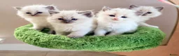 Ragdoll cats for sale: Champion pedigree Chucky Ragdoll babies  - Advert 9