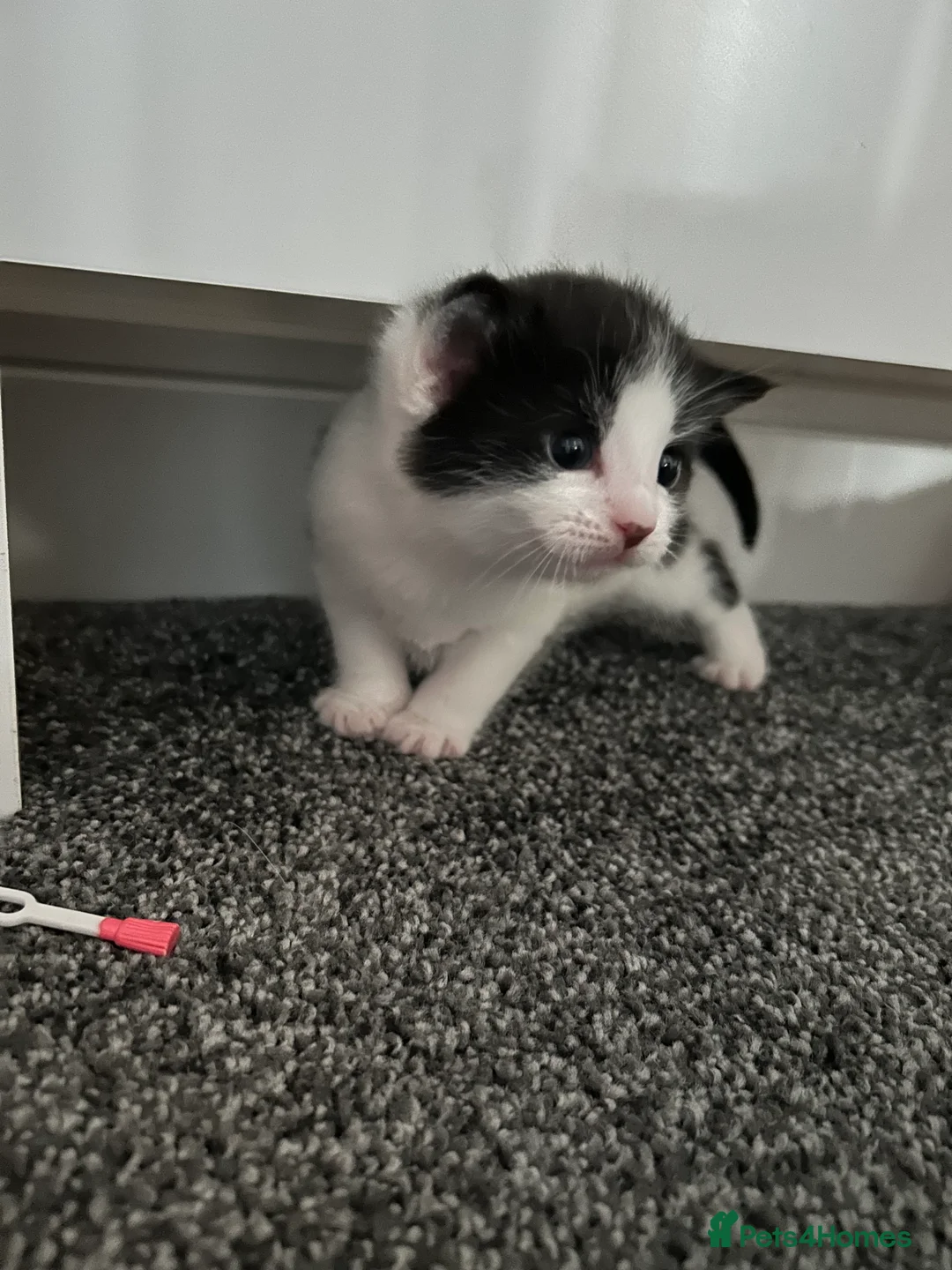 Mixed Breed cats for sale: Kittens - Advert 5