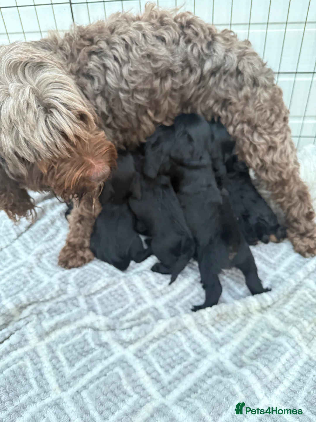 Mixed Breed dogs for sale: Cockapoo x shih Tzu Puppies  - Advert 15