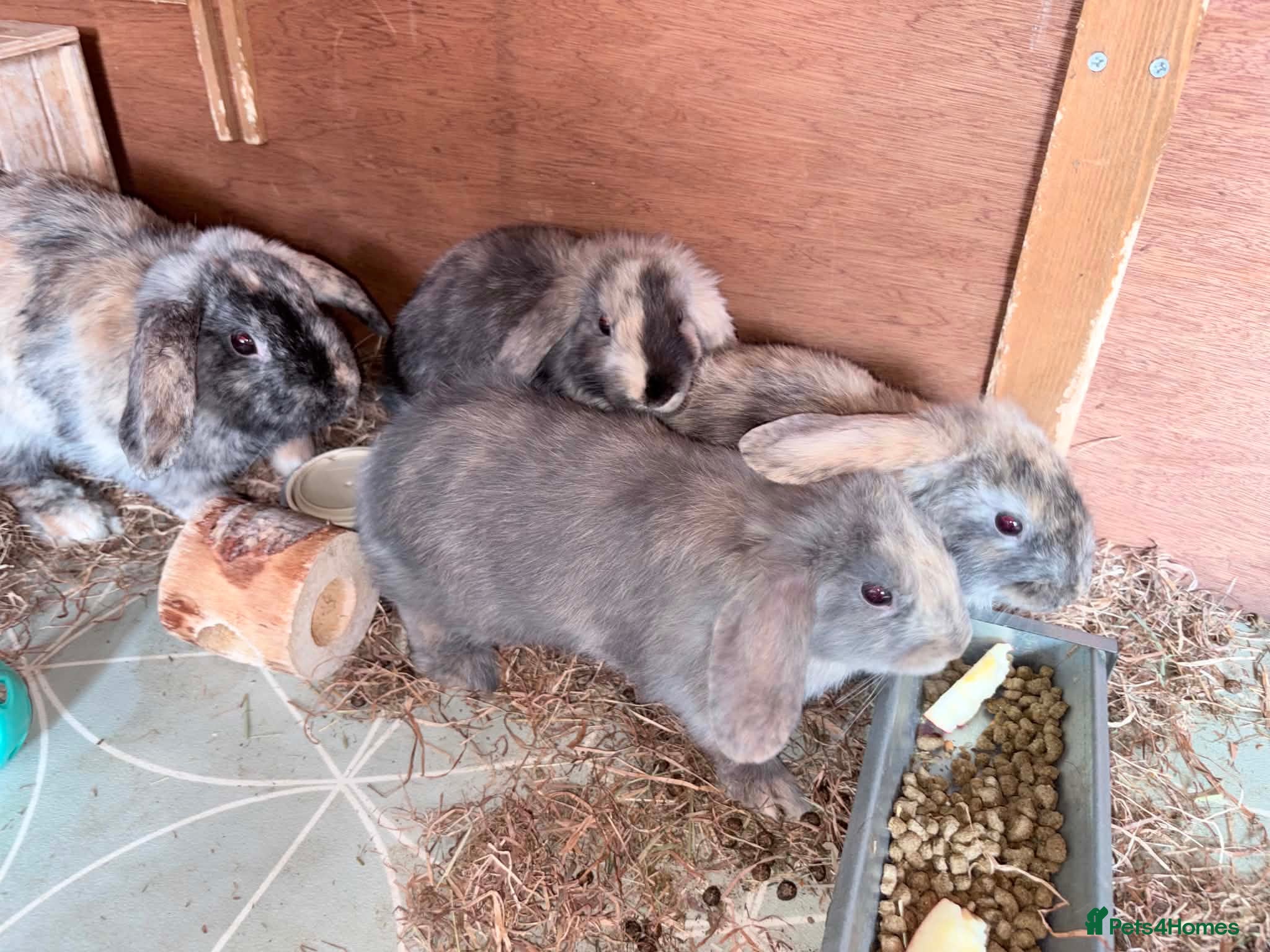 Mini Lop rabbits Mini Lops  - Advert 1