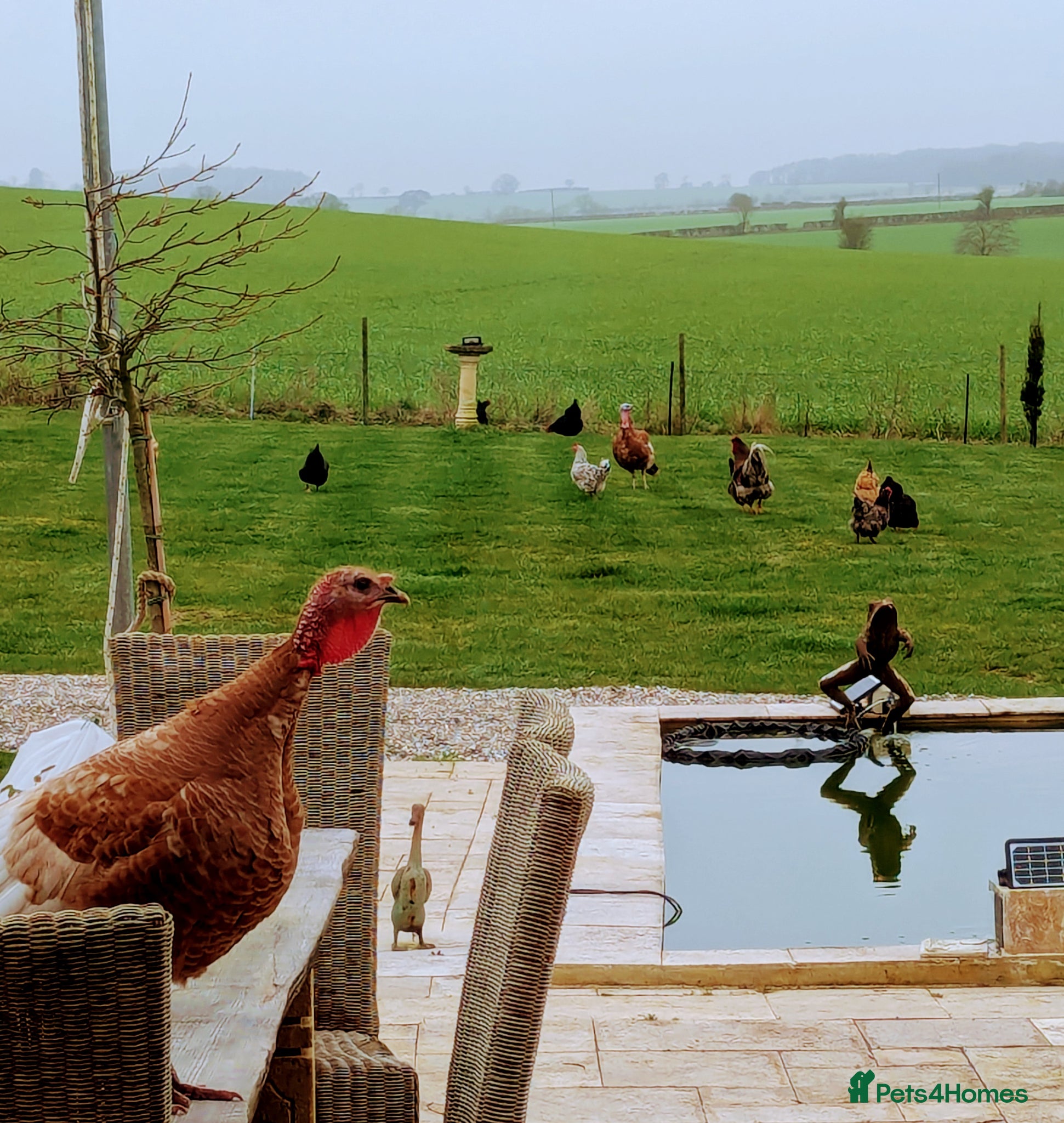 Turkeys poultry for sale: Kentucky Bourbon Red in Buntingford - Advert 2