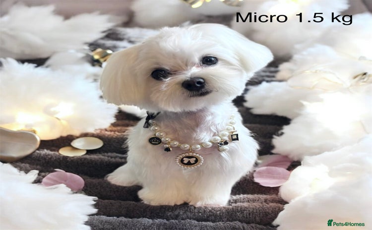Maltese dogs in Ipswich - Advert 1