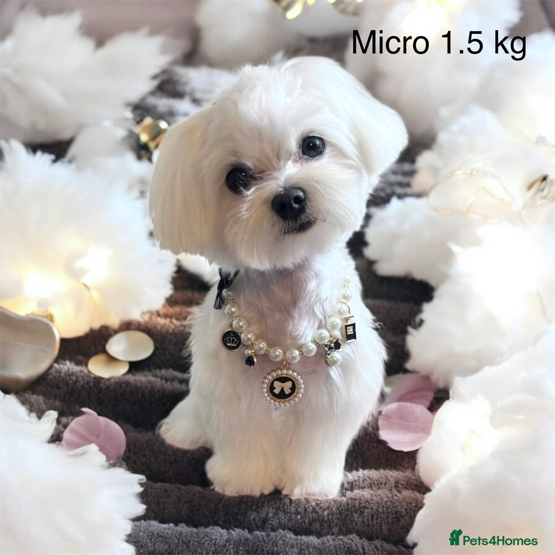 Maltese dogs for sale: ✨Exquisite KC 15 CH Maltese Brother & Sister💙💖 ✨ in Ipswich - Image 3