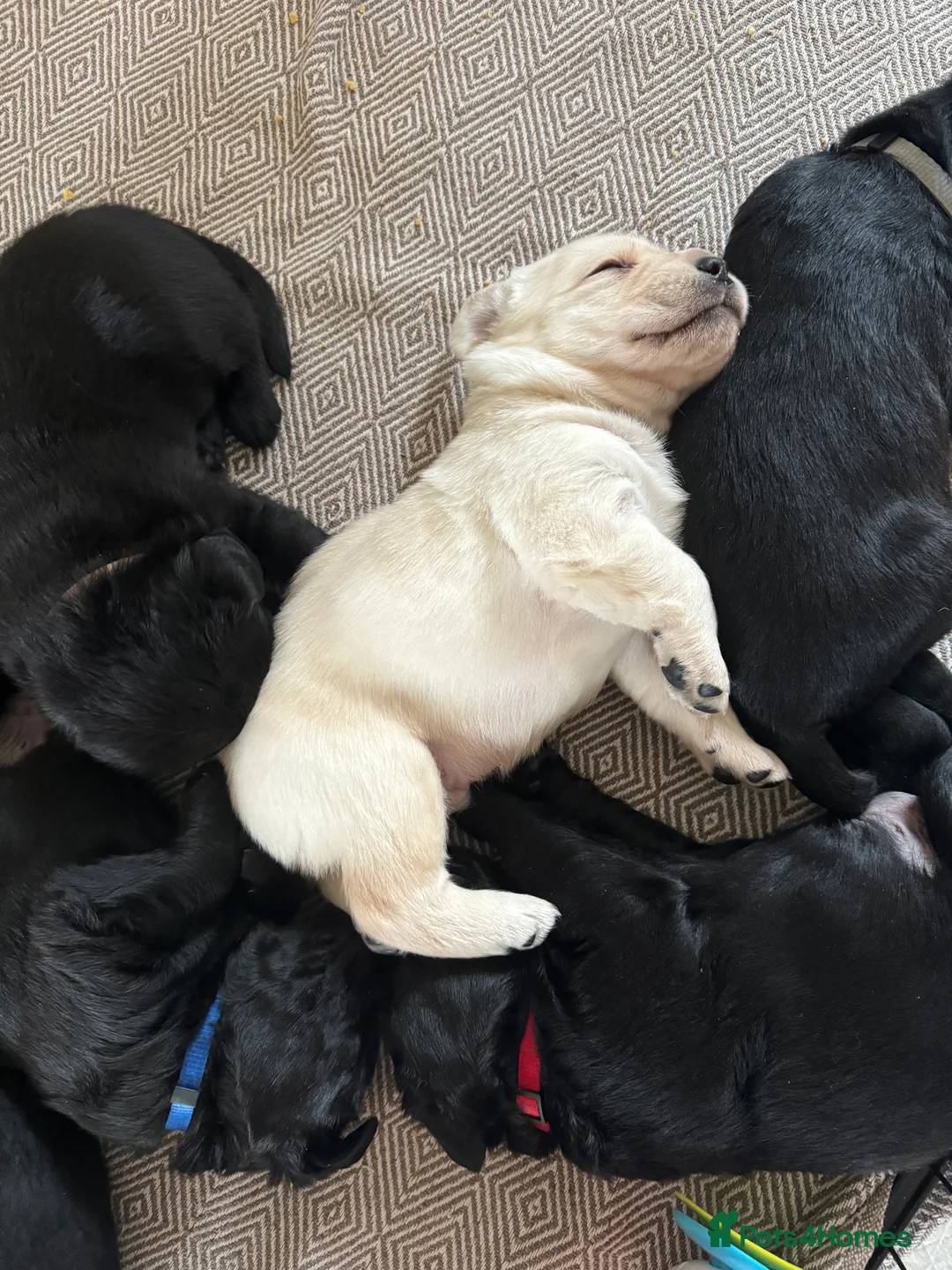 Labrador Retriever dogs for sale:  ✨ KC Registered Labrador Retriever Puppies   - Advert 22