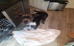 Mixed Breed dogs for sale: Pepper  - Image 6