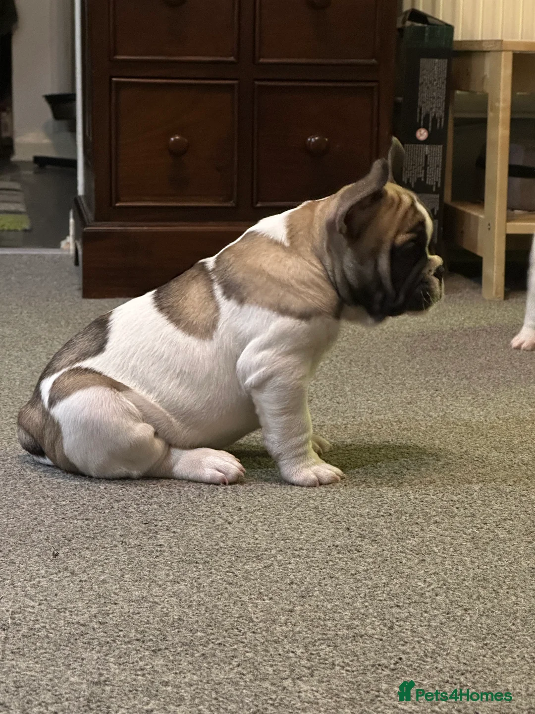 French Bulldog dogs for sale: French bulldog puppies for sale  - Advert 2