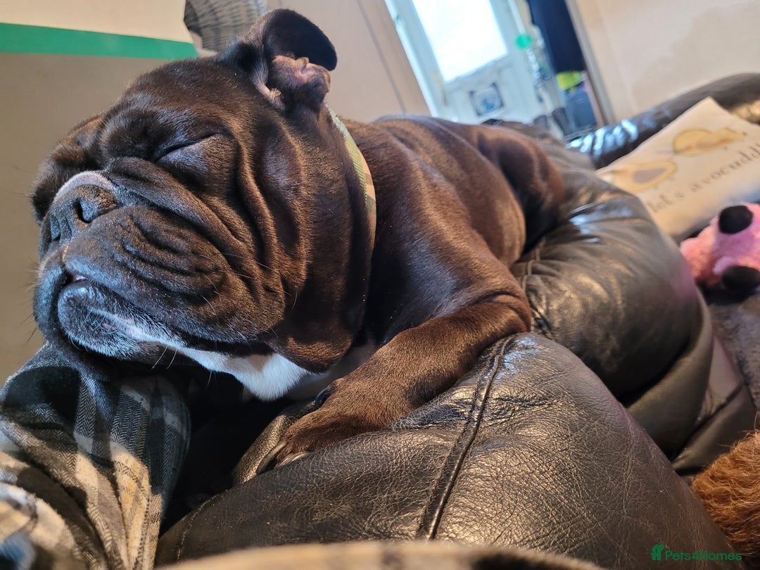 English Bulldog dogs for sale: Adult female bulldog  - Image 4