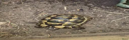 Tortoise reptiles for sale: 2 Spur-Thighed Tortoises - Advert 3
