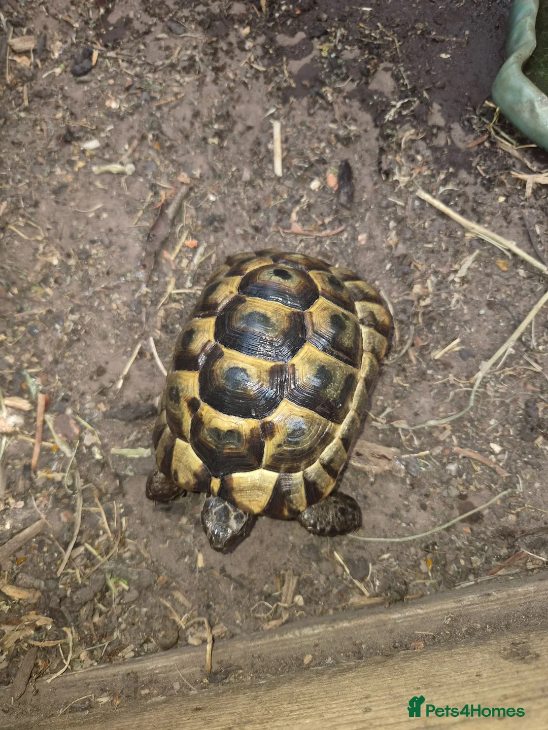 Tortoise reptiles for sale: 2 Spur-Thighed Tortoises - Advert 3