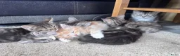 Siberian cats for sale: Beautiful Siberian cross kittens  - Advert 21