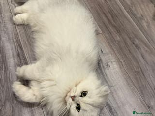 Scottish Fold cats Tica Active registered cat - Advert 7