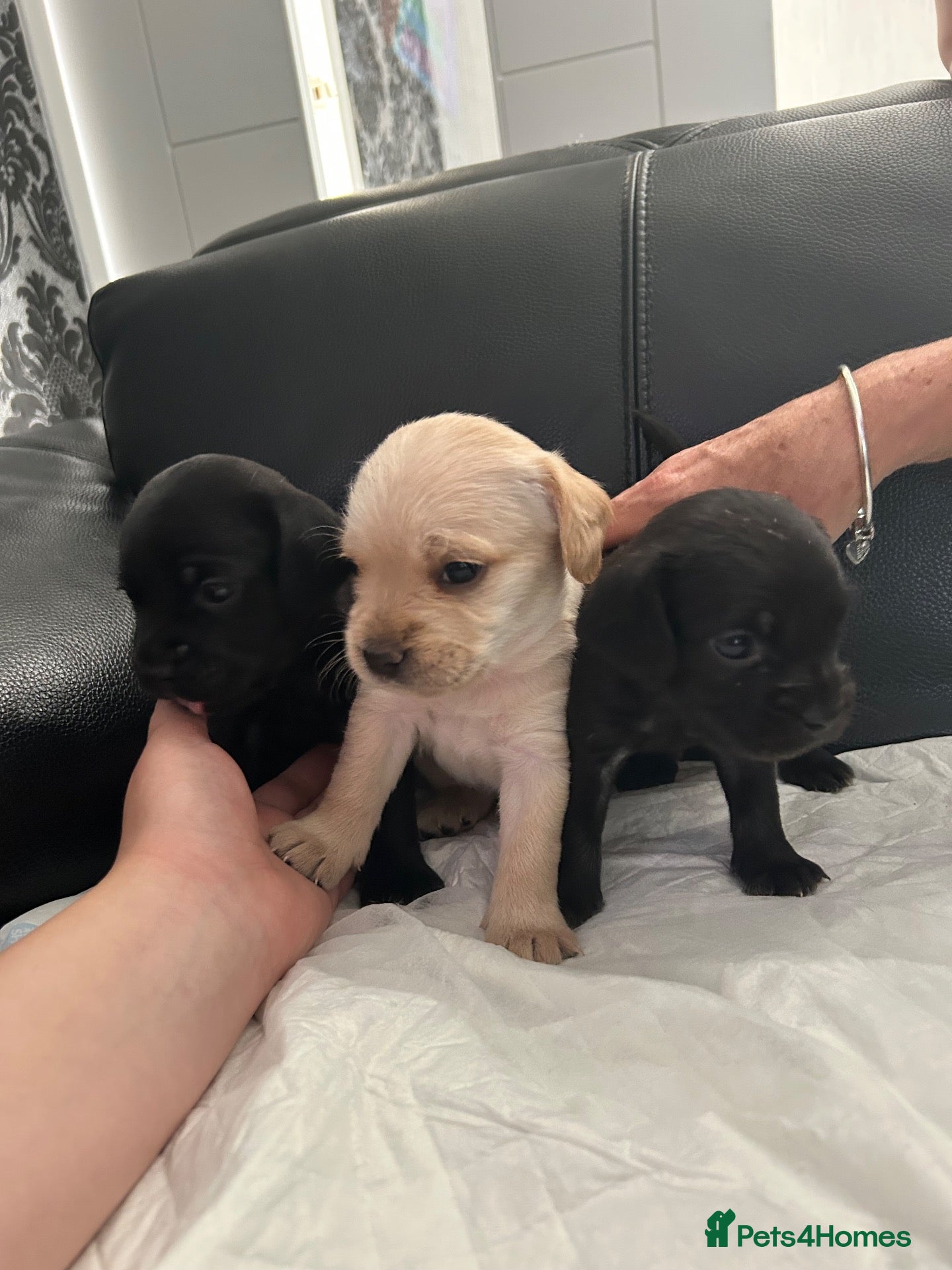 Mixed Breed dogs French bulldog - cockapoo - Advert 2