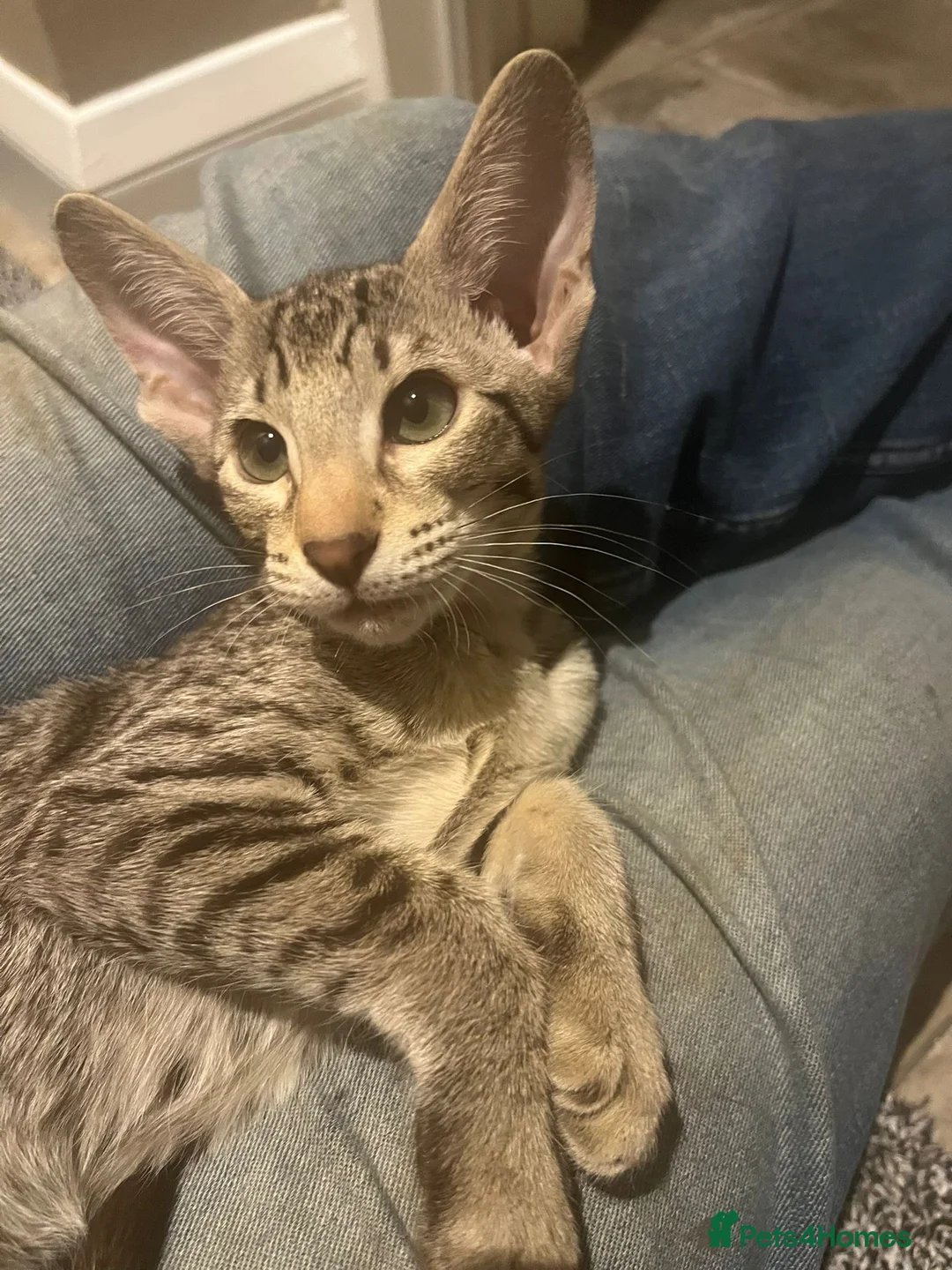 Oriental cats for sale: Stunning GCCF reg Tabby Oriental girl.  in Stowmarket - Advert 2