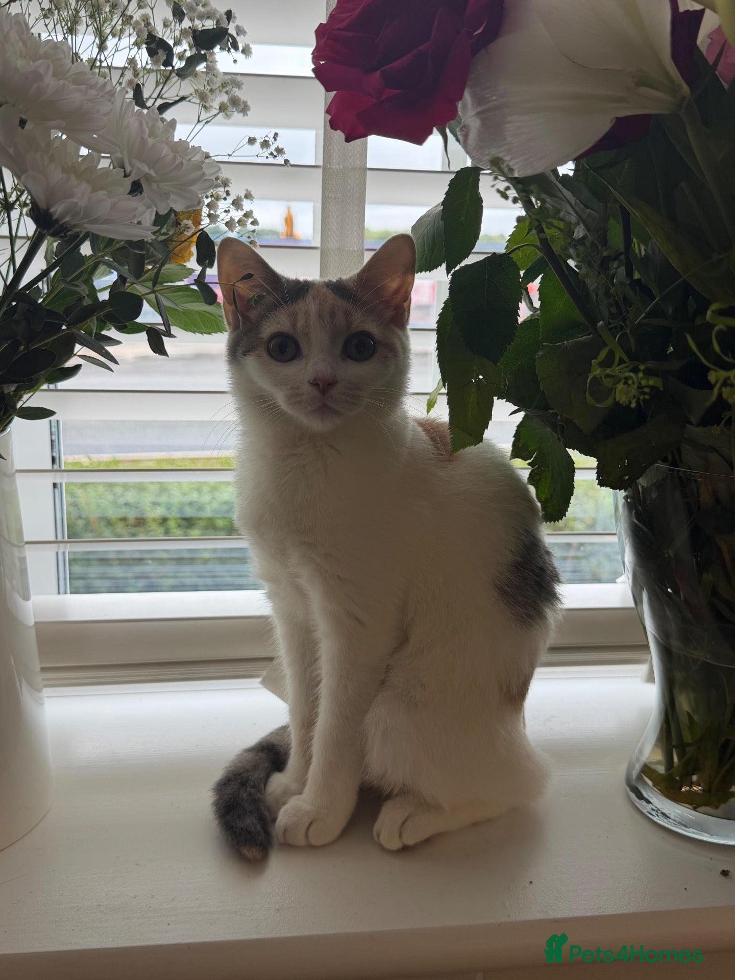Mixed Breed cats Beautiful dilute calico female for sale - Advert 4