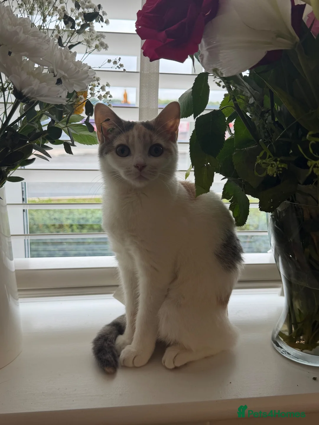 Mixed Breed cats for sale: Beautiful dilute calico female for sale - Advert 1