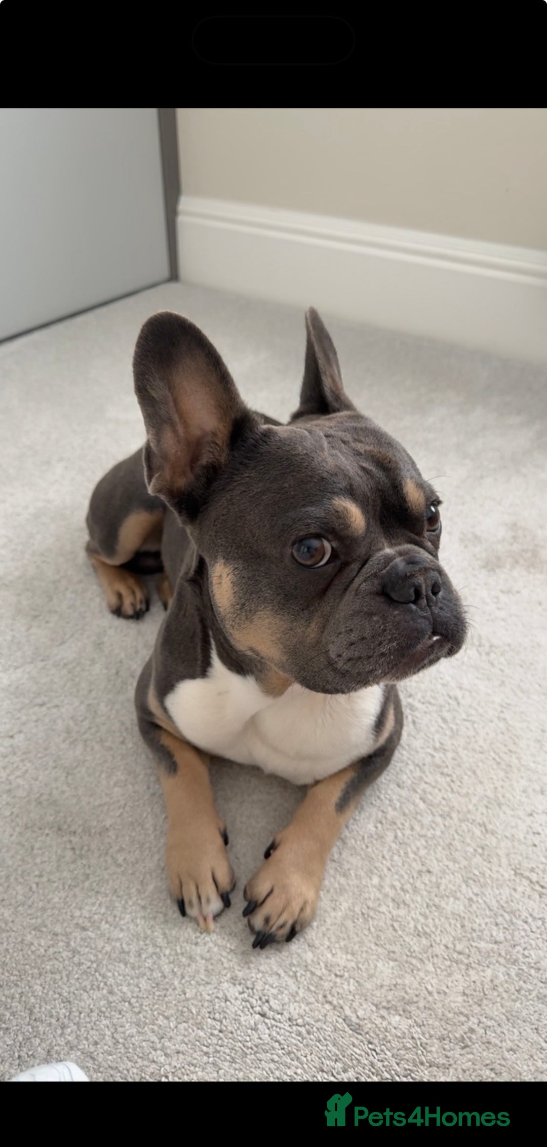 French Bulldog dogs for sale: Pablo, 6 and Hugo, 5  - Advert 8