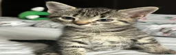 Mixed Breed cats for sale: Adorable kittens for sale - Advert 4
