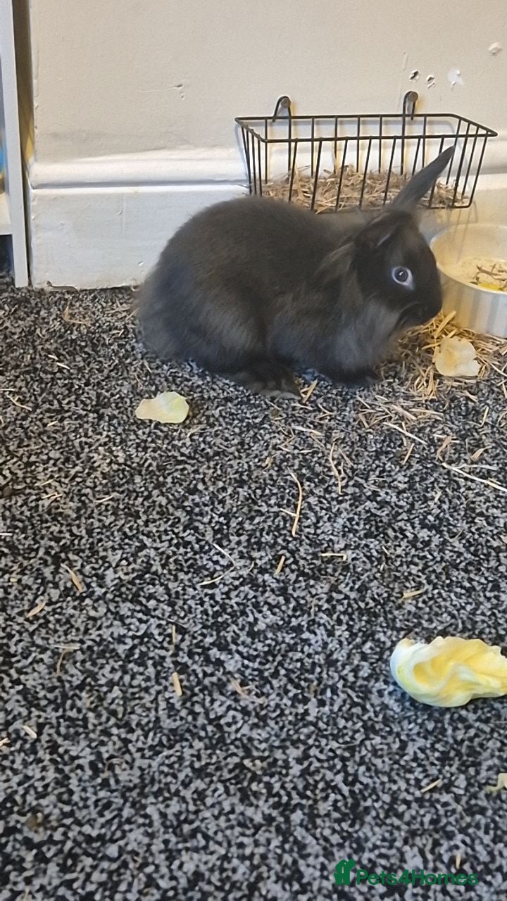 Mini Lion Lop rabbits mini lion lop boy💙  - Advert 1