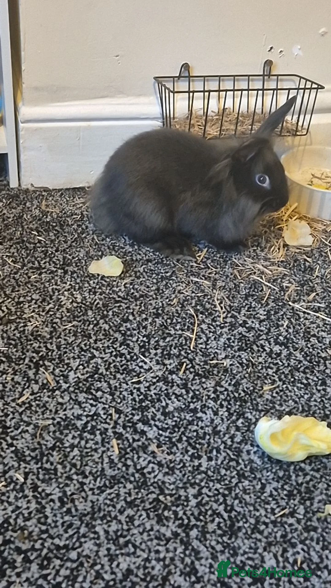 Mini Lion Lop rabbits for sale: mini lion lop boy💙  - Advert 2