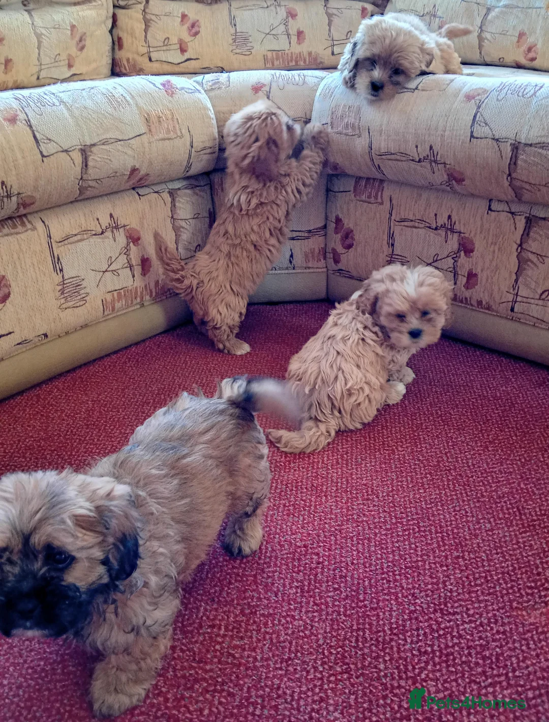 Shih Tzu dogs for sale: Shih Tzu puppies in Hornchurch - Advert 21