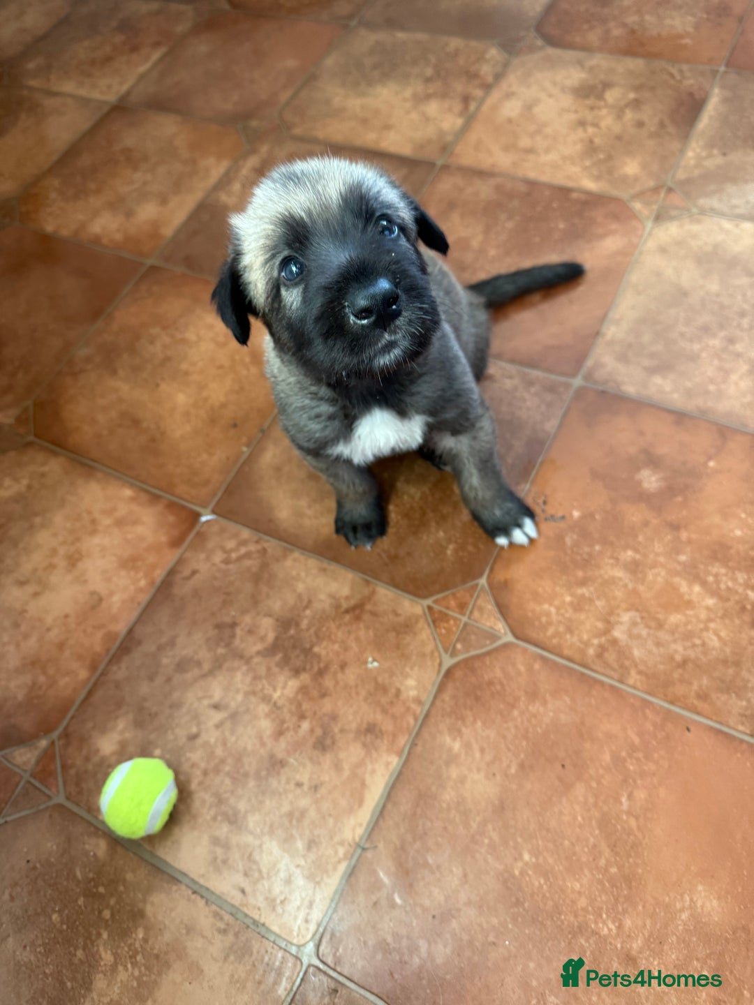 Irish Wolfhound dogs for sale: Bred From Extensively Health Tested Parents - Advert 2