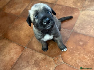 Irish Wolfhound dogs Bred From Extensively Health Tested Parents - Advert 1