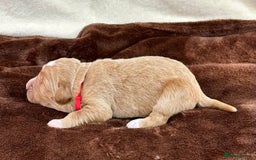 Double Doodle dogs for sale: Stunning Double Doodle Puppies  - Image 6