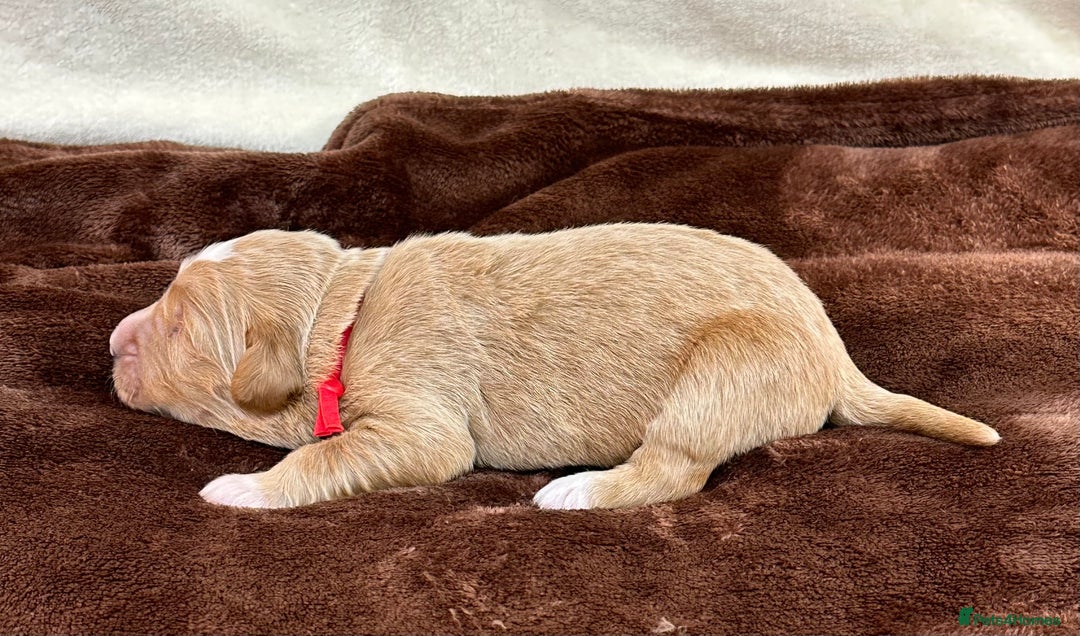 Double Doodle dogs for sale: Stunning Double Doodle Puppies  - Image 6