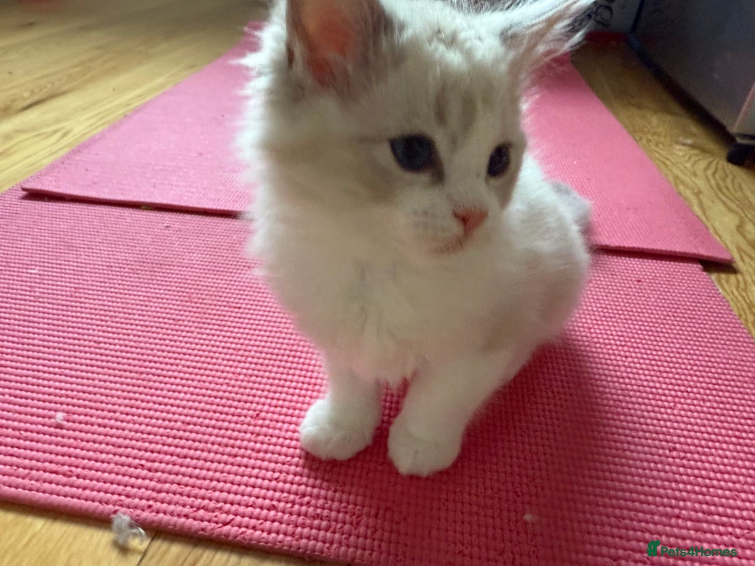 Ragdoll cats for sale: Two beautiful kittens - Image 6