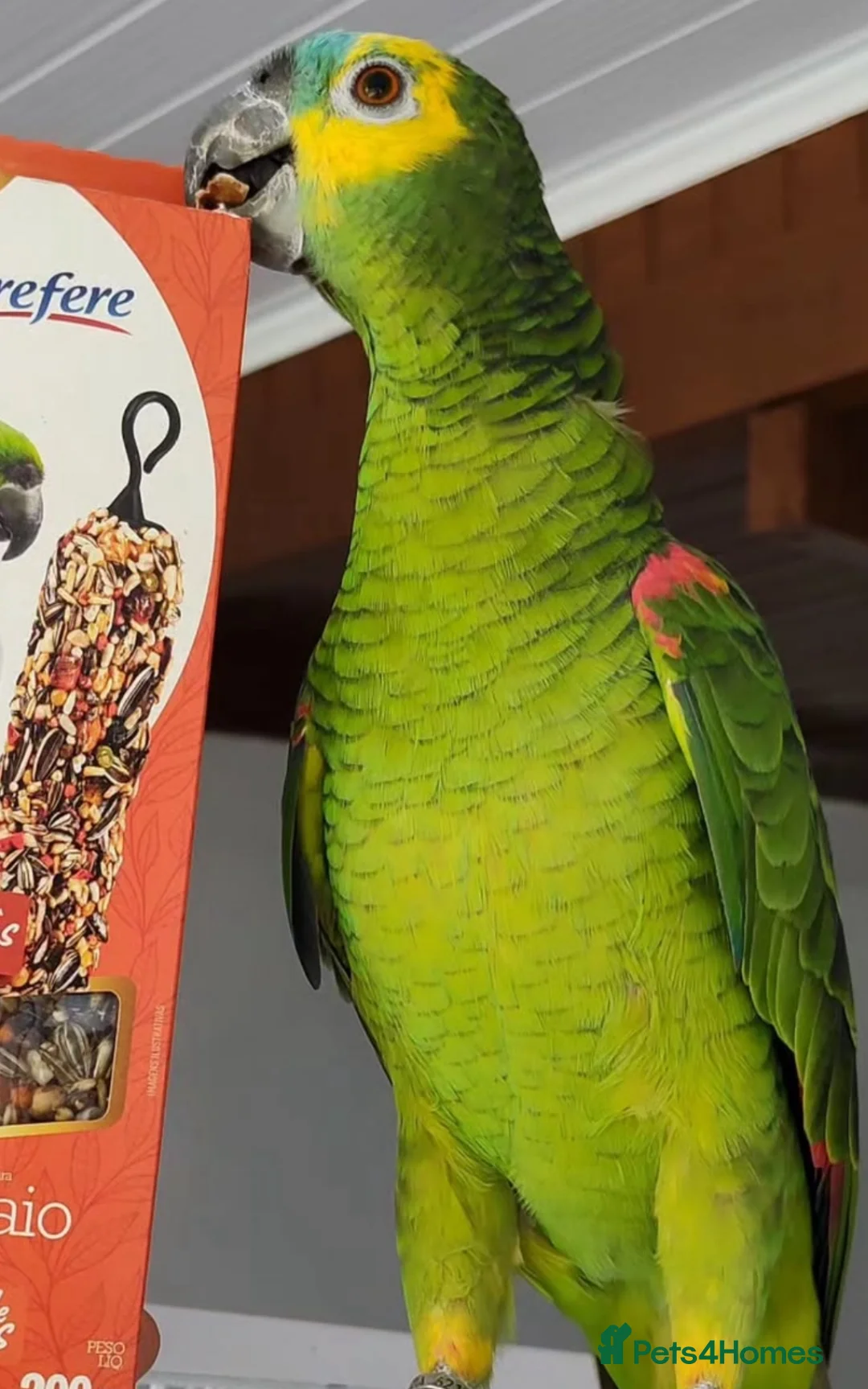 Parrots birds for sale: Baby front blue Amazon talking parrot  - Advert 5