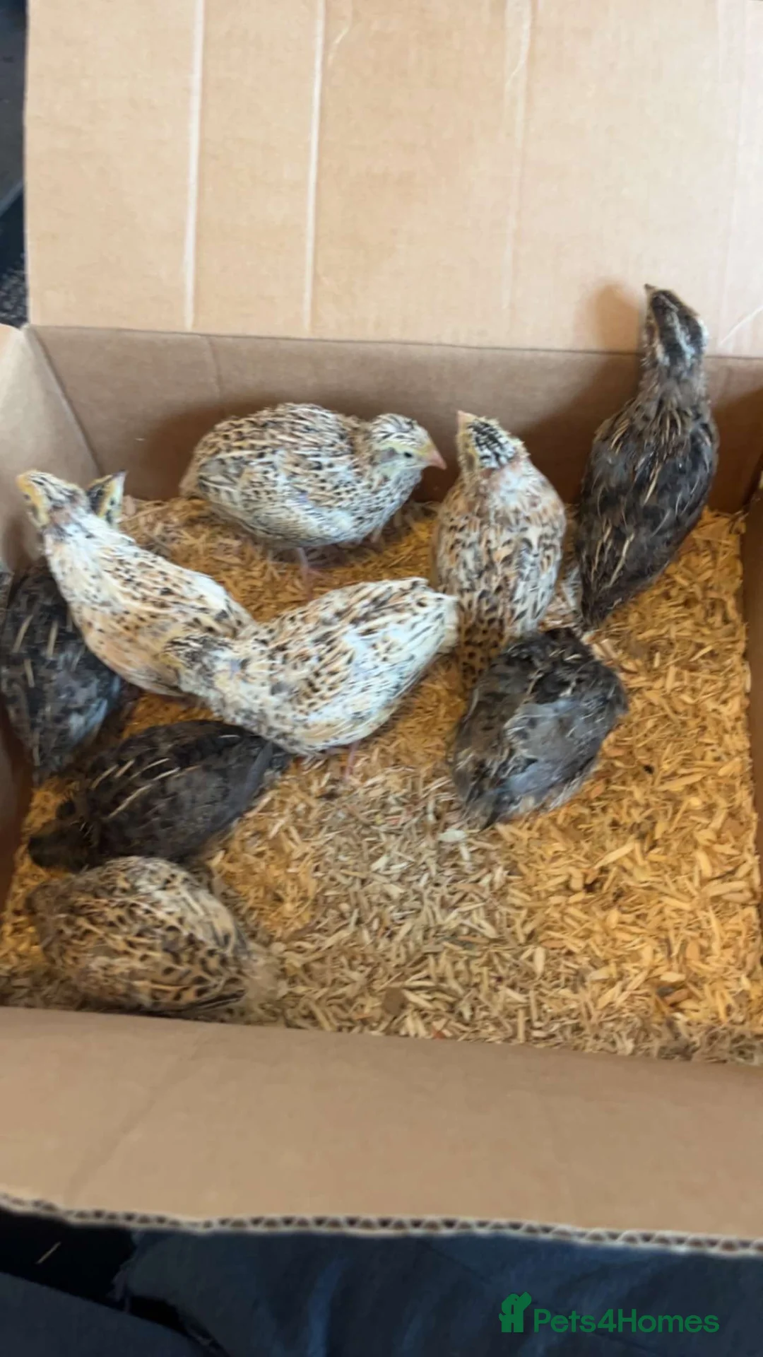 Quail poultry for sale: 5 females 2 males.  - Advert 1