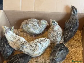 Quail poultry 6 females 2 males. - Advert 1