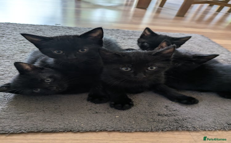 Mixed Breed cats - Advert 10