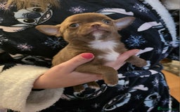 Chihuahua dogs for sale: Stunning Chocolate Chihuahua Puppies 🐶 - Image 7