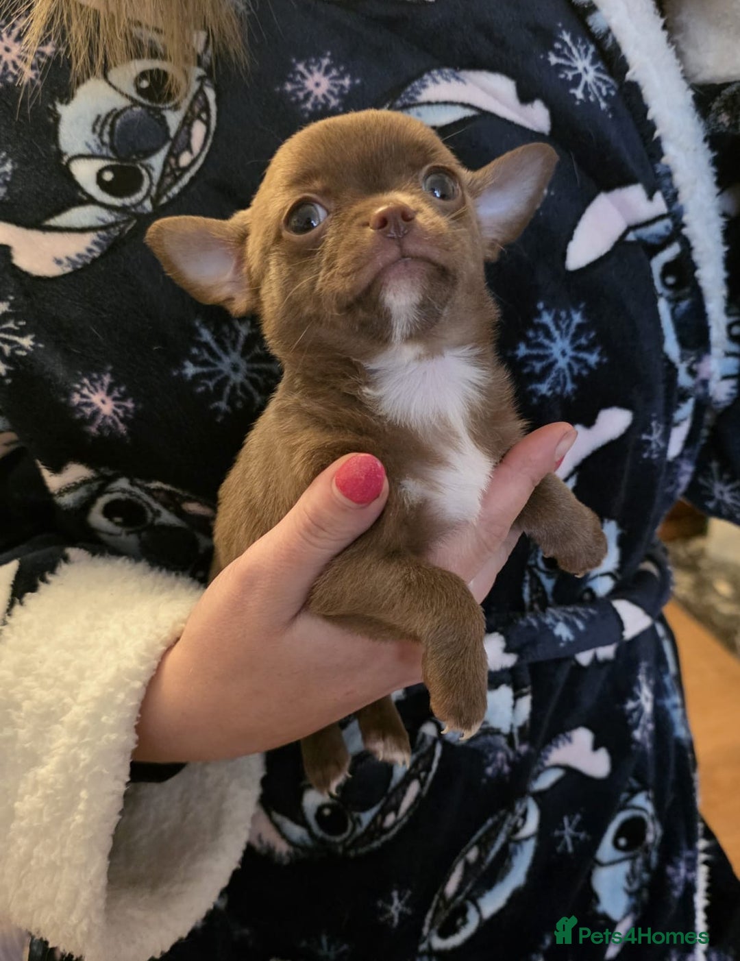 Chihuahua dogs for sale: Stunning Chocolate Chihuahua Puppies 🐶 - Image 7