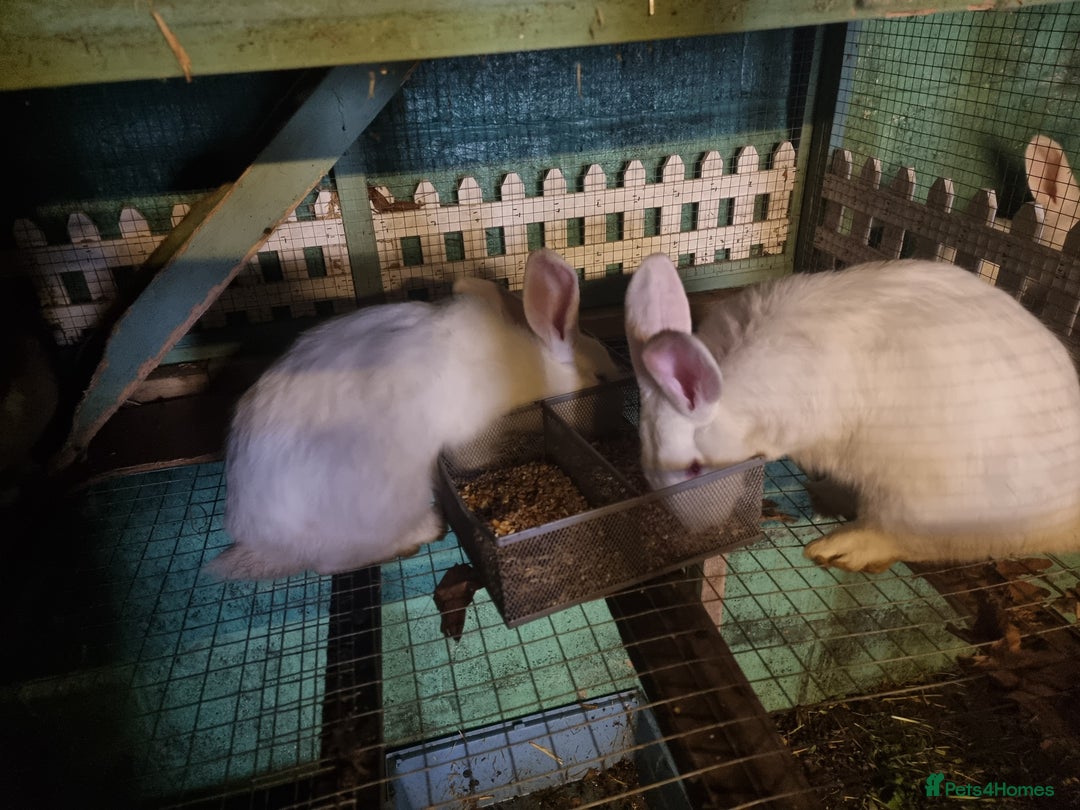 New Zealand rabbits for sale: Rabbit  - Advert 3