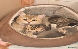 Scottish Fold cats for sale: Stunning Smokey Scottish fold/straight Girl.  - Image 7