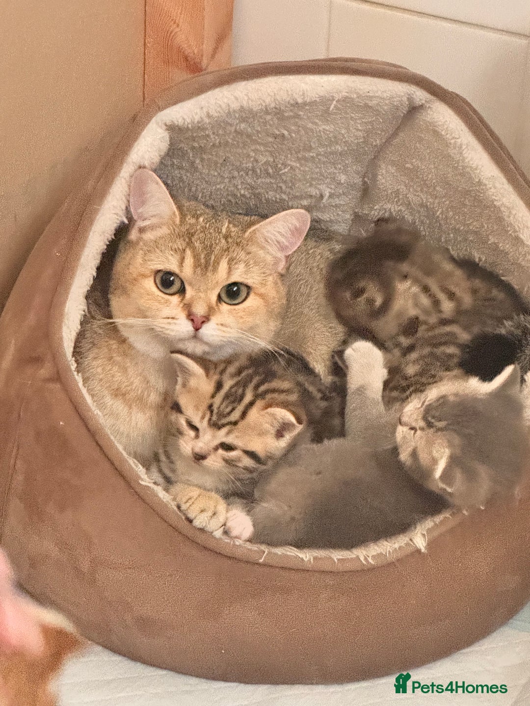 Scottish Fold cats for sale: Stunning Smokey Scottish fold/straight Girl.  - Image 7