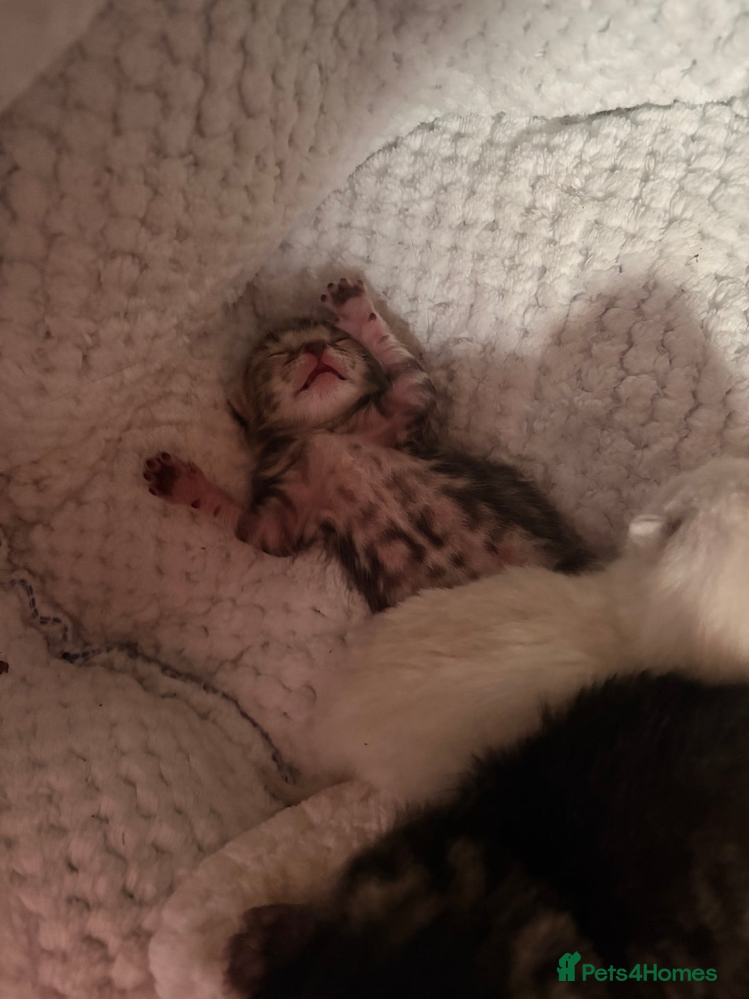 Mixed Breed cats for sale: 4 mixed breed kittens for sale - Advert 9