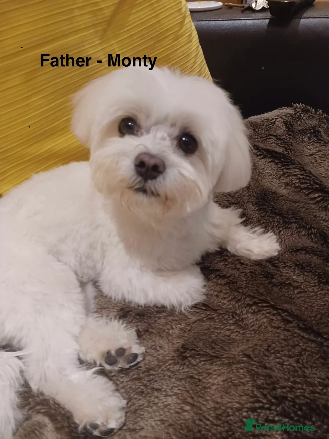 Maltese dogs for sale: Maltese puppies  - Advert 2