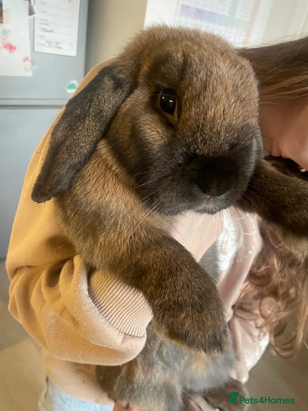 Mini Lop rabbits for sale: Bunnies - Bumbles and Honey  - Advert 2