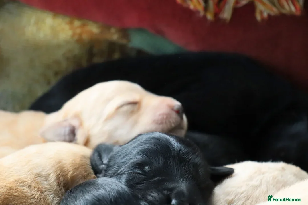 Labradoodle dogs for sale: F3 Labradoodle Puppies Licenced Breeder - Image 16
