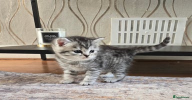 British Shorthair cats - Advert 3