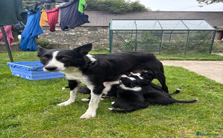 Border Collie dogs - Advert 16