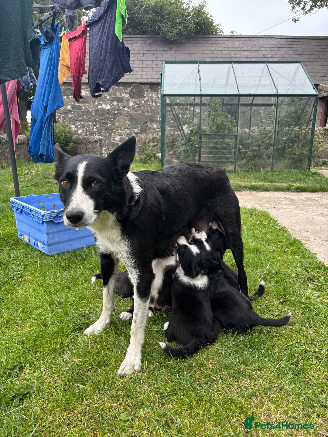 Border Collie dogs for sale: Working Border Collie Puppies - Image 1