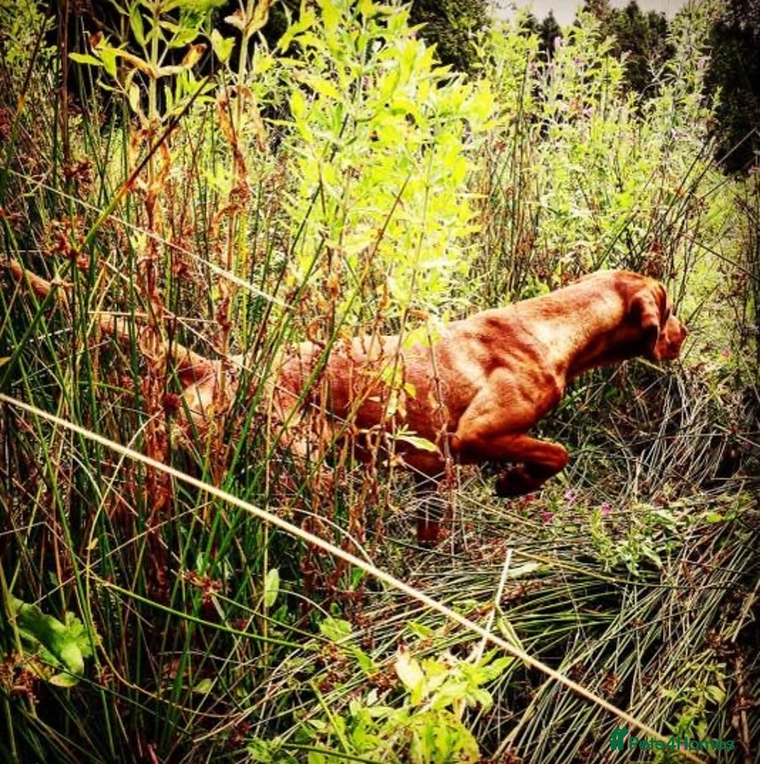 Hungarian Vizsla dogs for stud: *Gamekeeper Bred* Smooth Hungarian Vizsla at Stud in Chester-le-Street - Advert 3