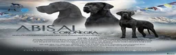 Great Dane dogs for sale: Champion blood exceptional quality black GreatDane in Seaham - Advert 5